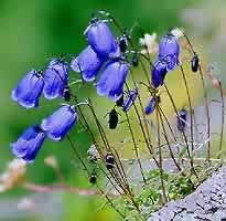 �N���b�N����ƌ��̃y�[�W�֖߂�܂�