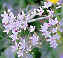 �N���b�N����ƌ��̃y�[�W�֖߂�܂�