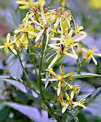 �N���b�N����ƌ��̃y�[�W�֖߂�܂�