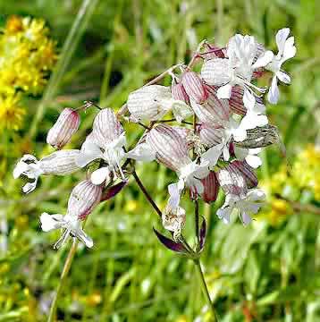 �N���b�N����ƌ��̃y�[�W�֖߂�܂�