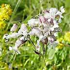 �ʐ^���N���b�N����Ɗg��摜�������܂�