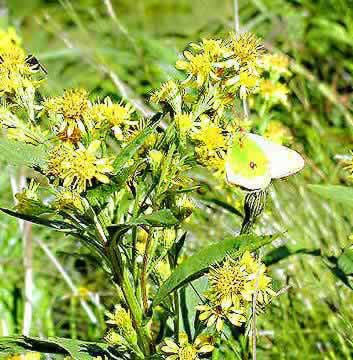 �N���b�N����ƌ��̃y�[�W�֖߂�܂�