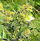 �ʐ^���N���b�N����Ɗg��摜�������܂�