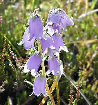 �N���b�N����ƌ��̃y�[�W�֖߂�܂�