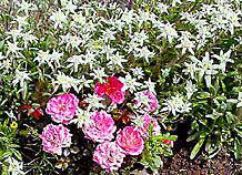 �ʐ^���N���b�N����Ɗg��摜�������܂�