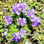 �ʐ^���N���b�N����Ɗg��摜�������܂�