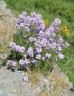 �Z�u���C�����ɍ炭����