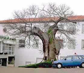 �ʐ^���N���b�N����Ɗg��摜�������܂�